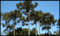 /album/jogo/araucaria-png1/