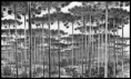 /album/jogo/araucaria2-png1/