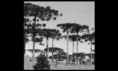 /album/jogo/araucaria3-png1/