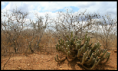 /album/jogo/caatinga-png1/