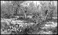 /album/jogo/caatinga2-png1/